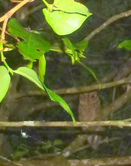Seychelles Scops-Owl - ML20690231