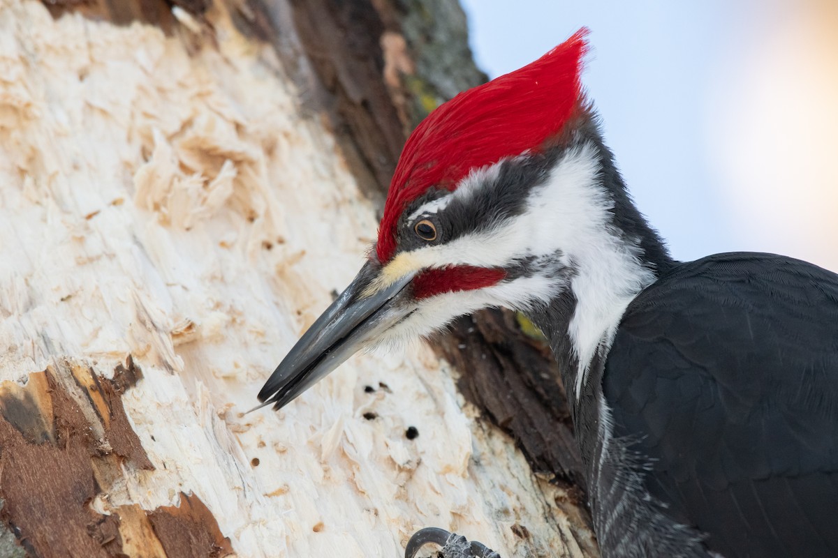 Pileated Woodpecker - Joris Zhou
