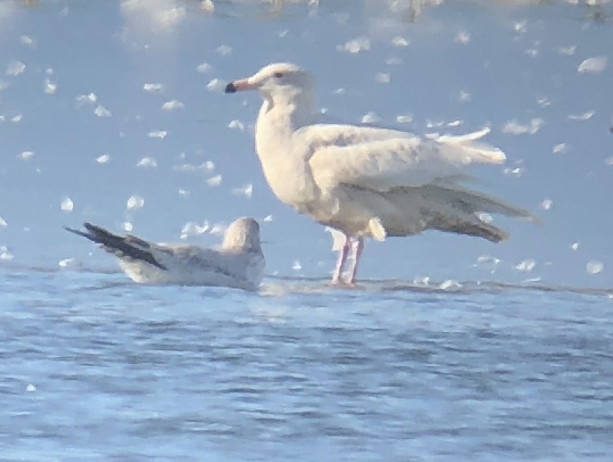Glaucous Gull - Micky Louis
