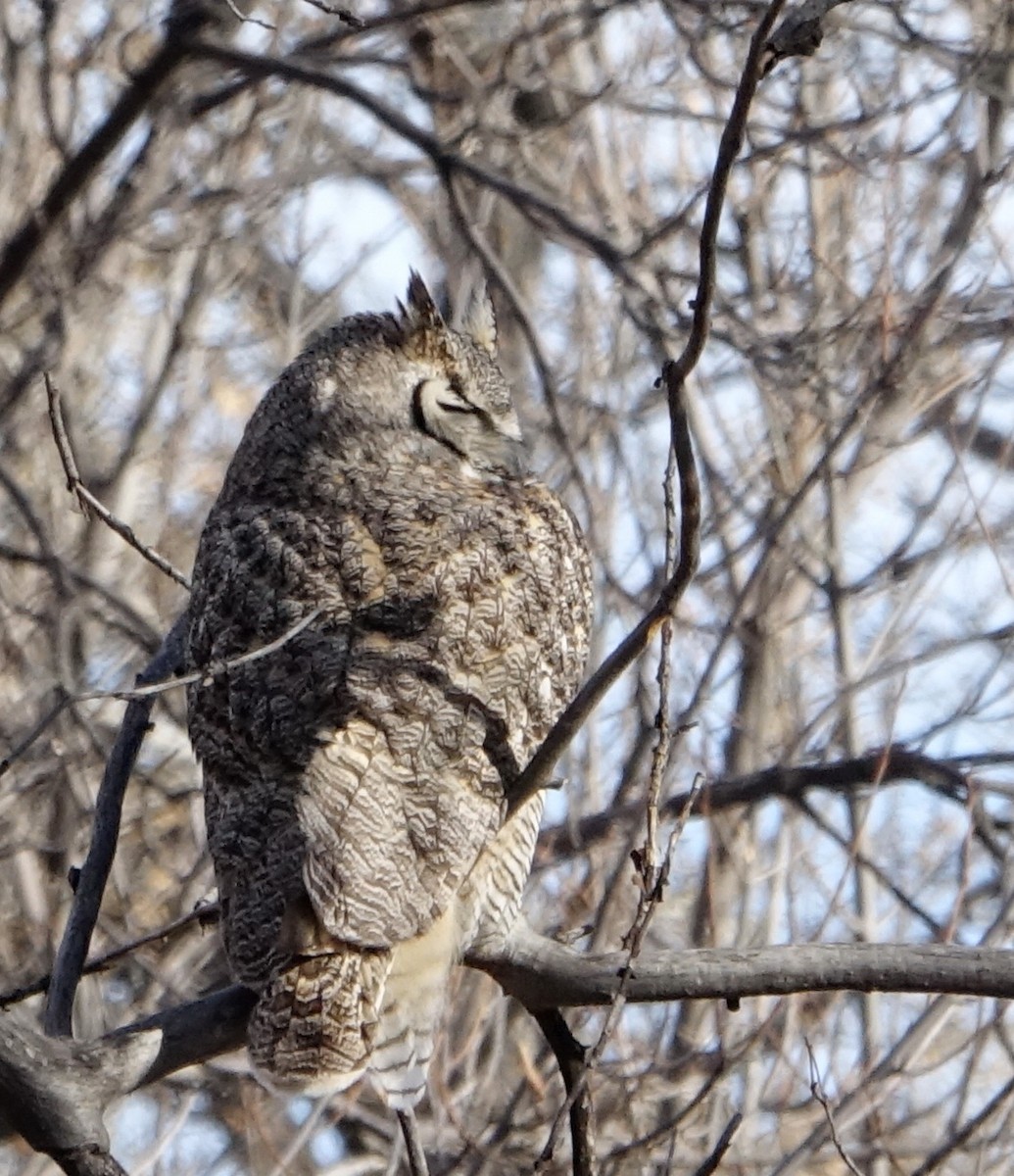 Great Horned Owl - ML206908241