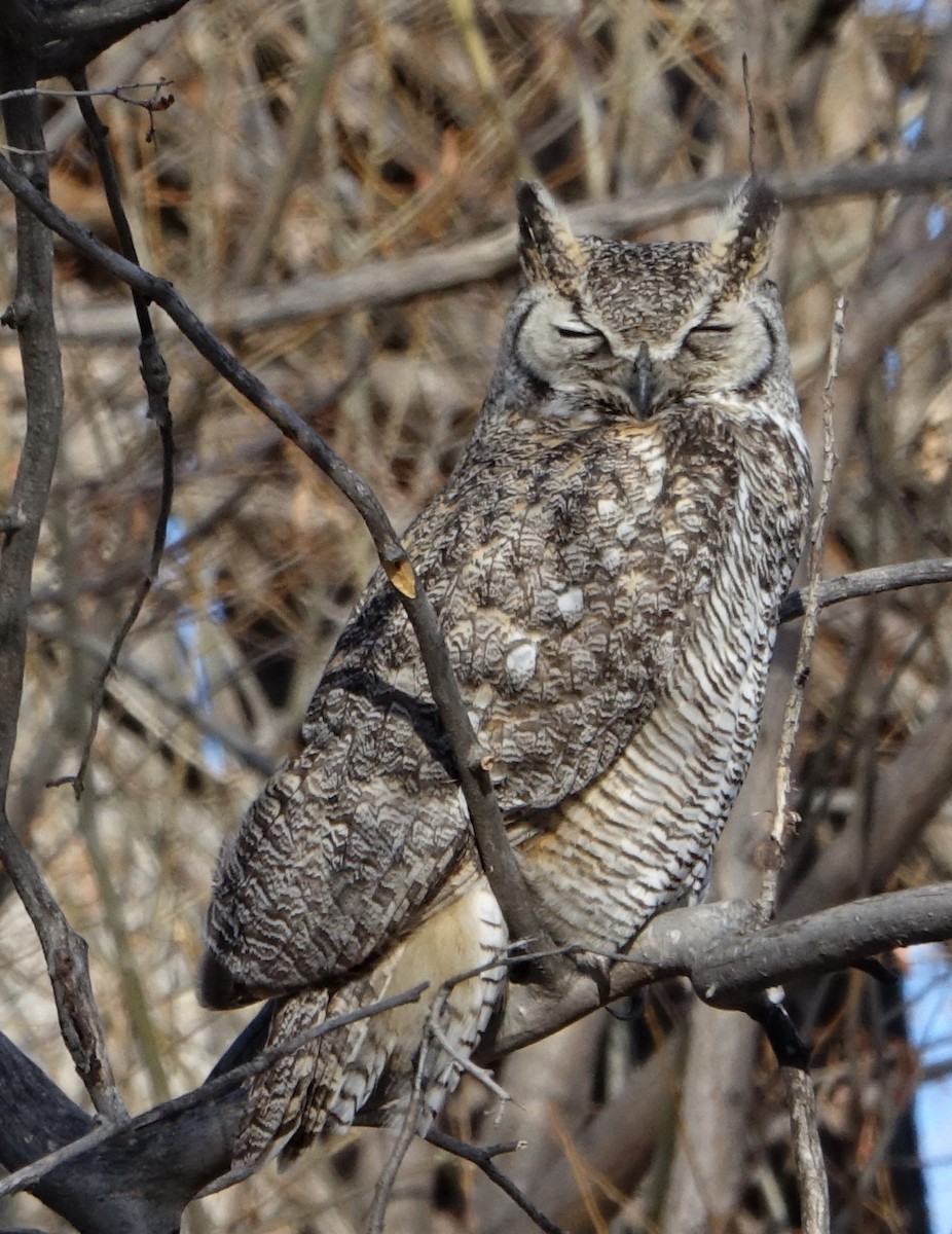 Great Horned Owl - ML206908251