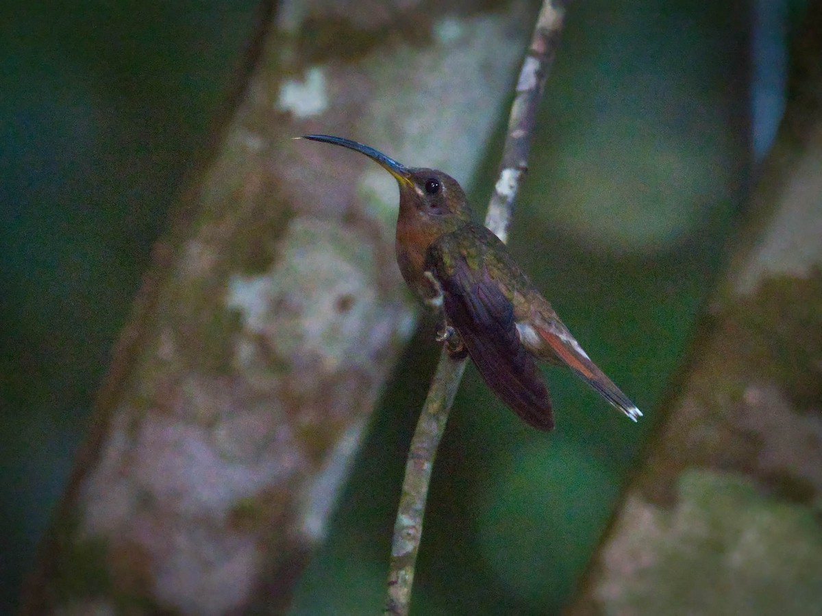 Rufous-breasted Hermit - ML206910141