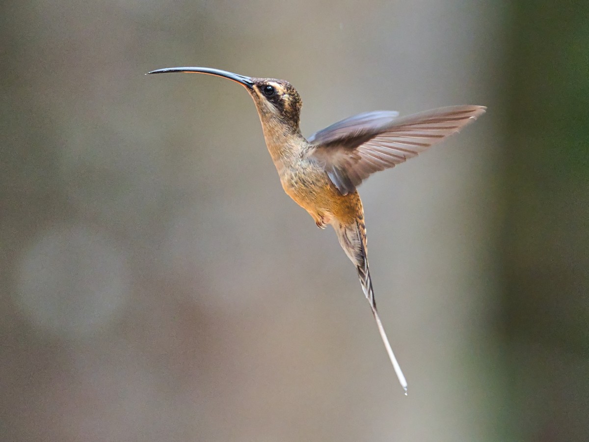 Long-tailed Hermit - ML206910511