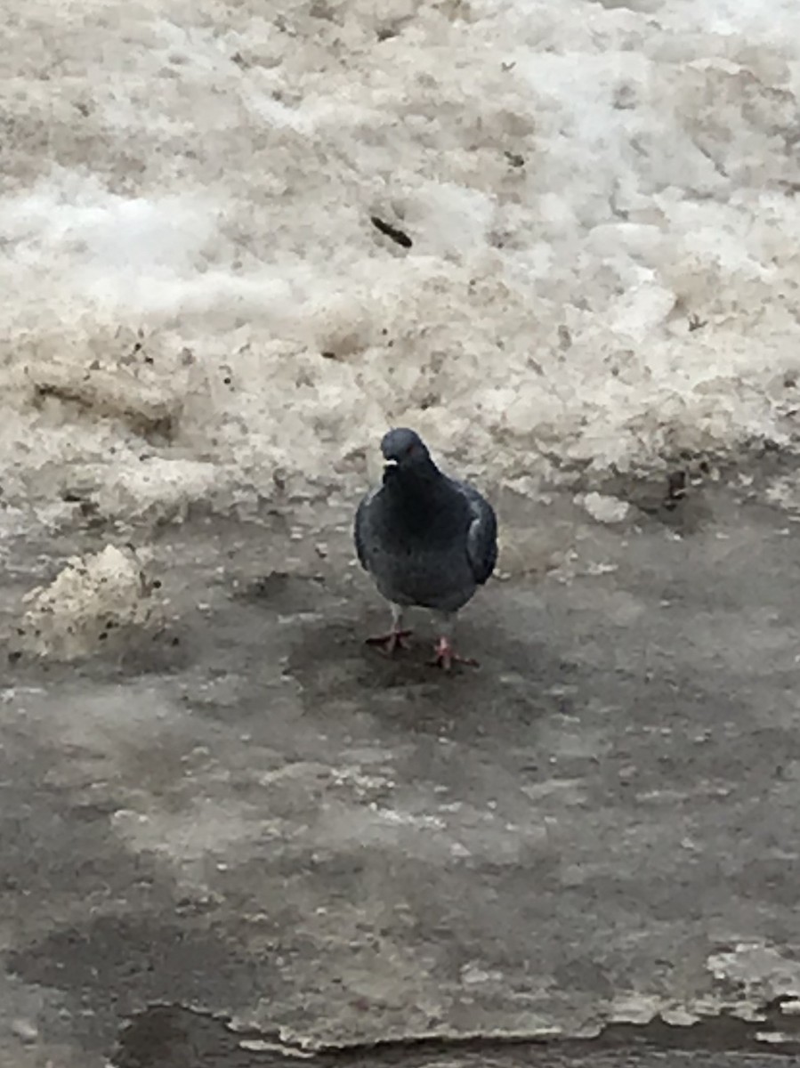 Rock Pigeon (Feral Pigeon) - ML206915261