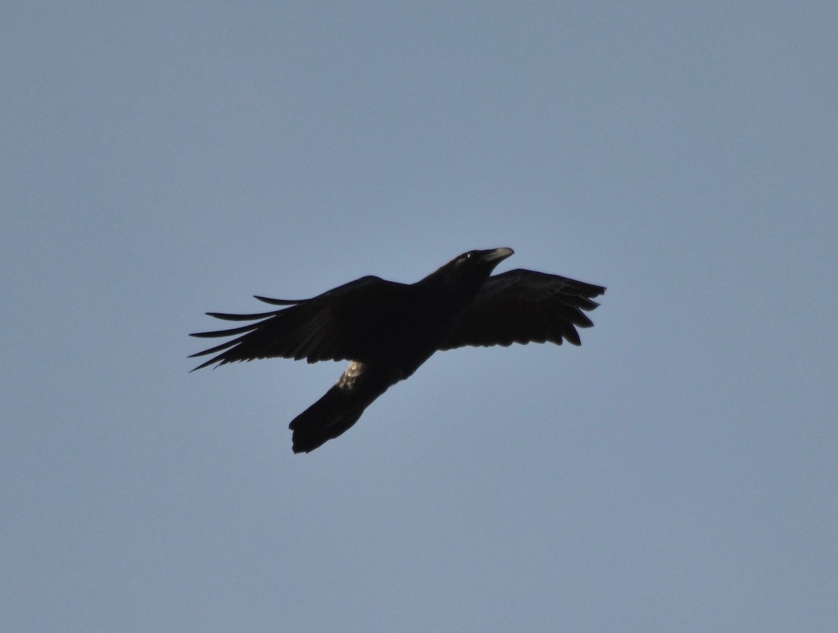 Common Raven - ML206915281
