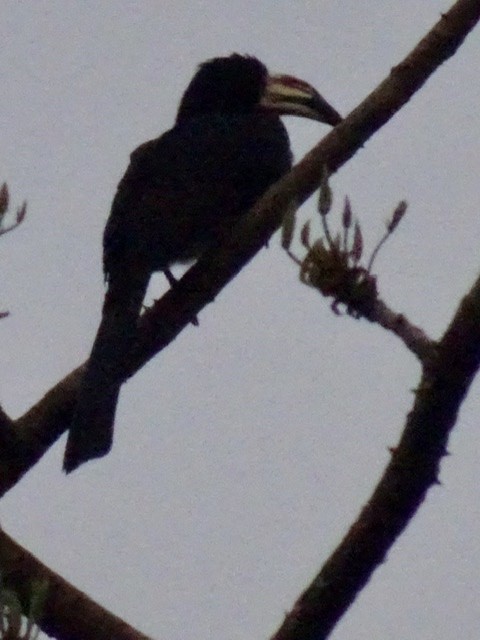 West African Pied Hornbill - ML206915351