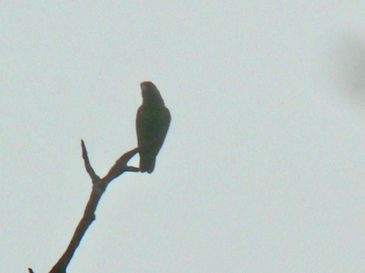 Red-fronted Parrot - Anabel&Geoff Harries