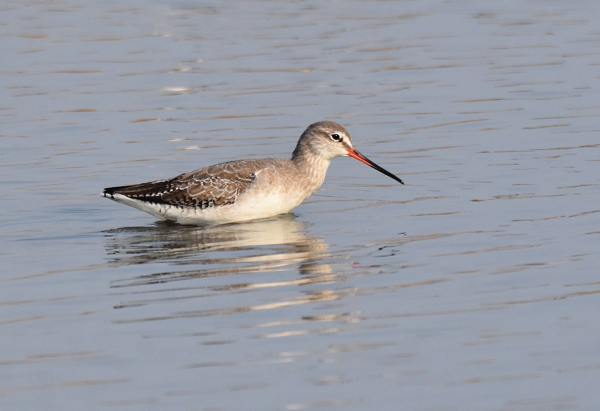 Spotted Redshank - ML206920941