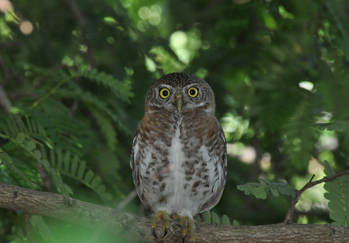 Cuban Pygmy-Owl - ML20692141