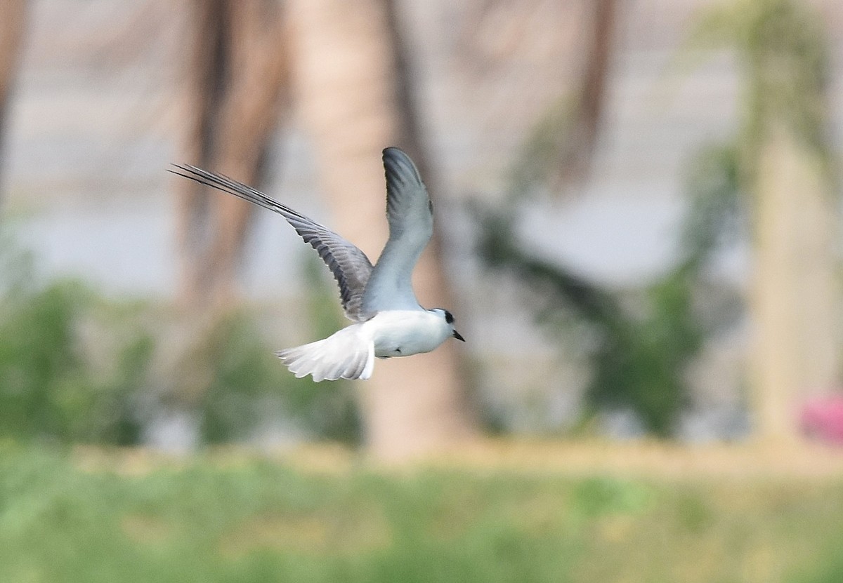 White-winged Tern - ML206923501
