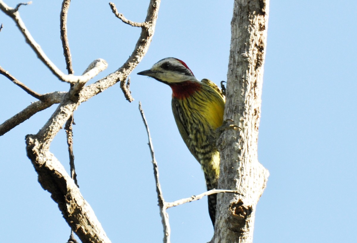 Cuban Green Woodpecker - ML20692581