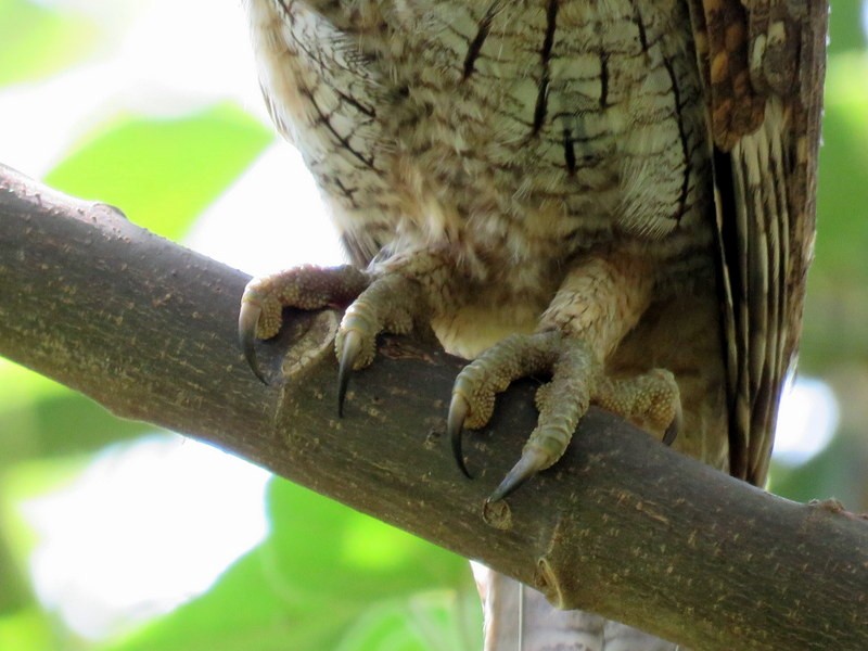 Tropical Screech-Owl - Juan Muñoz de Toro