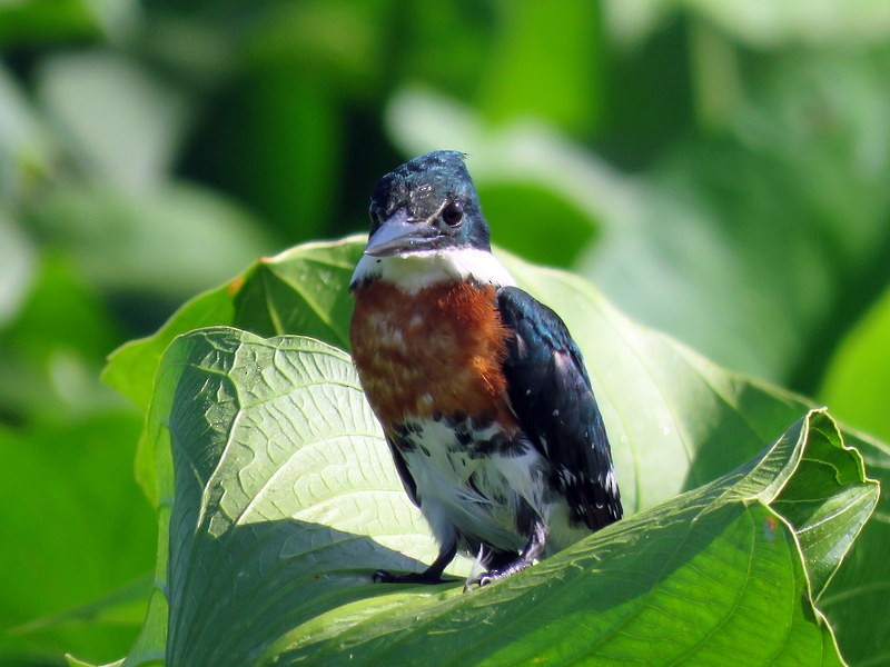 Amazon Kingfisher - Juan Muñoz de Toro