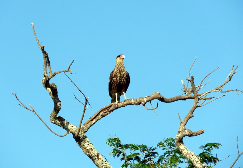 Crested Caracara (Southern) - ML206929091