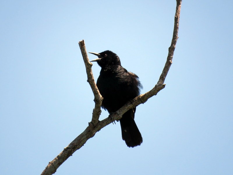 Unicolored Blackbird - ML206929901