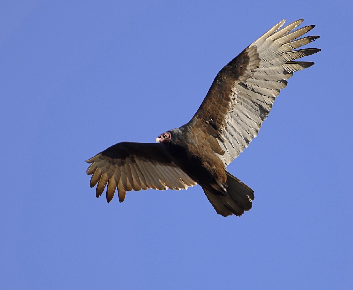 Turkey Vulture - ML206934281