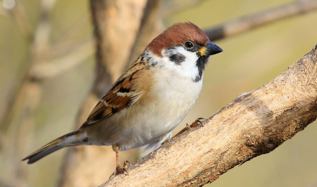Eurasian Tree Sparrow - Larry Reis