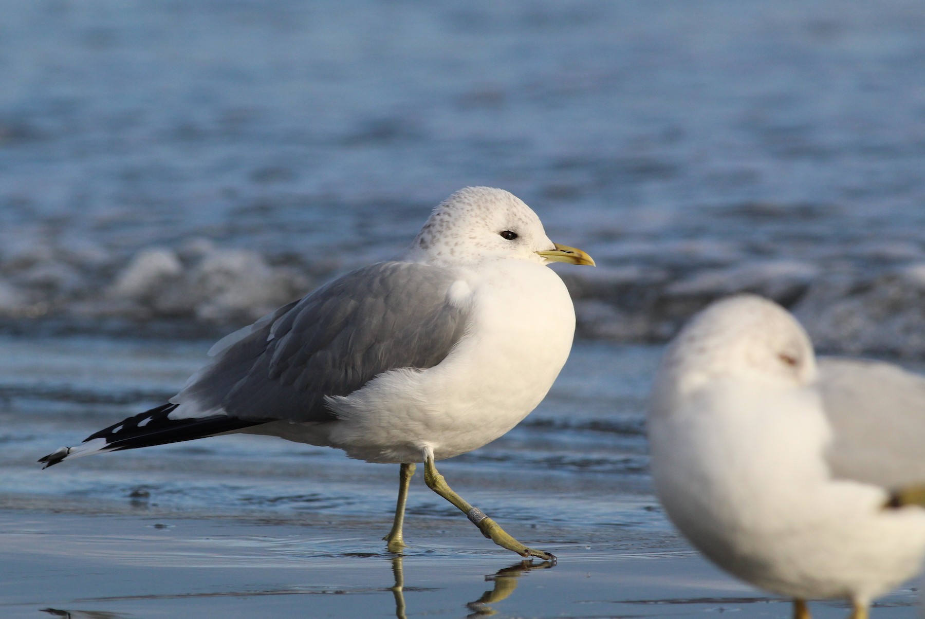 カモメ Canus Ebird