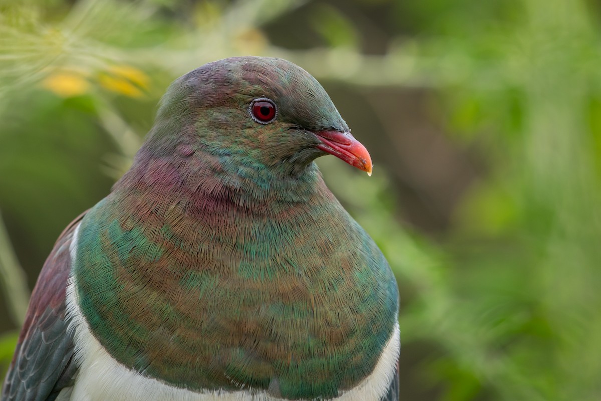 New Zealand Pigeon - ML206943091