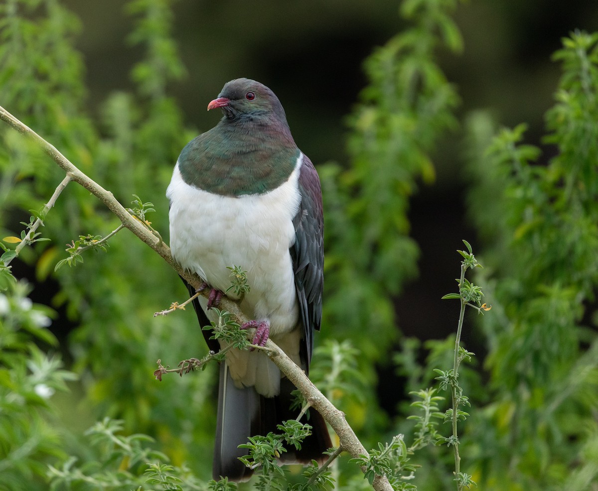 New Zealand Pigeon - Louis Bevier