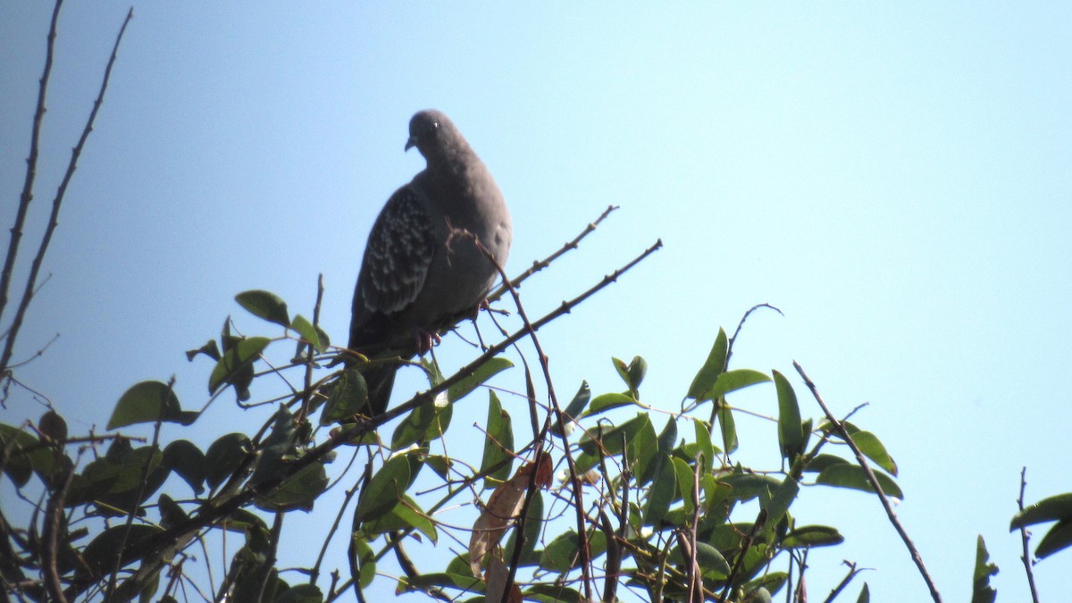 Spot-winged Pigeon - ML206944461