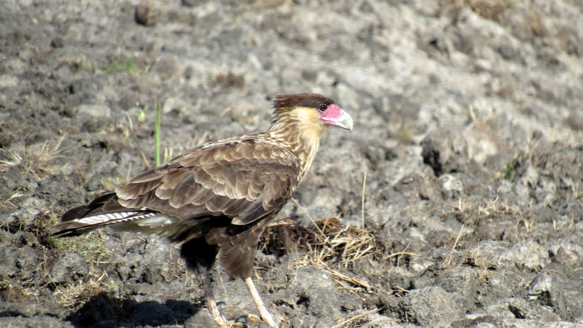 Crested Caracara (Southern) - ML206945201
