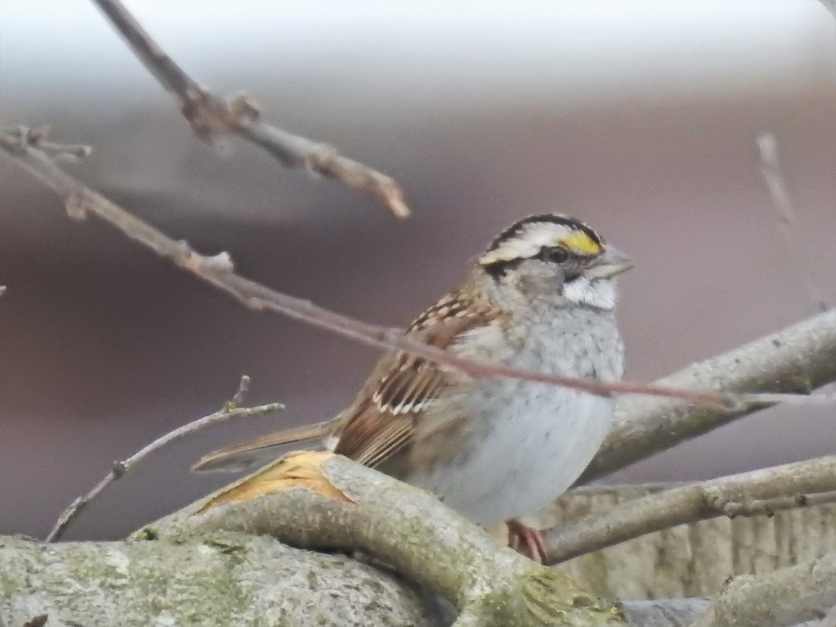 White-throated Sparrow - Darlene Cancelliere