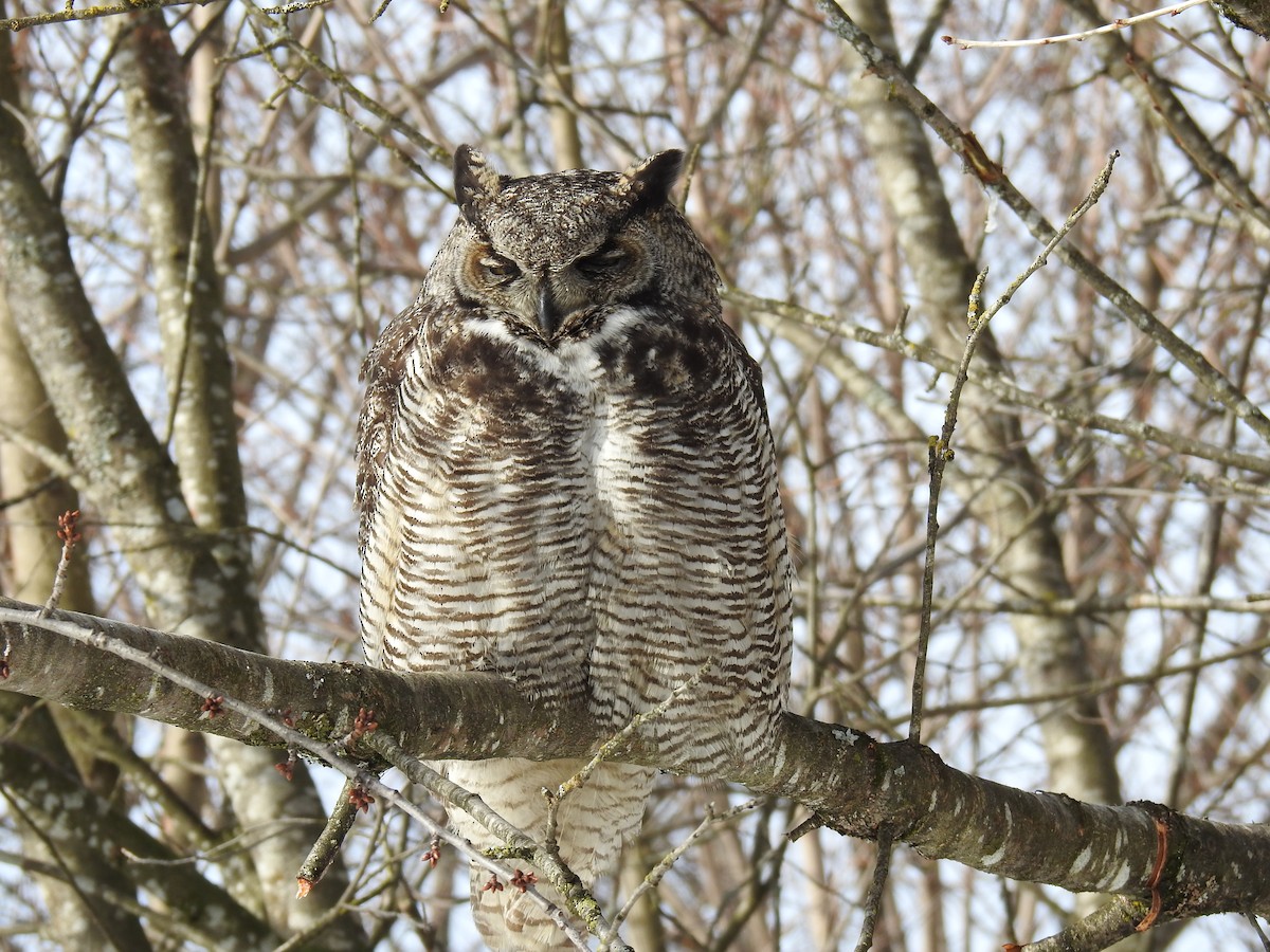 Great Horned Owl - ML206953331
