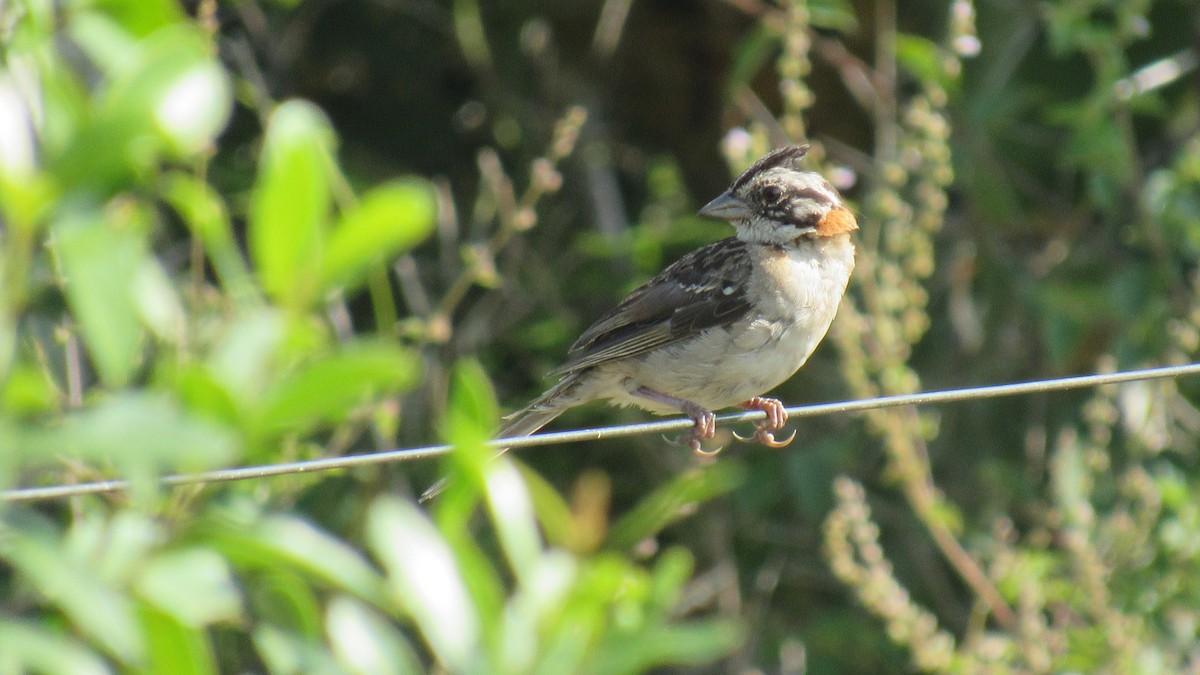 Rufous-collared Sparrow - ML206956271