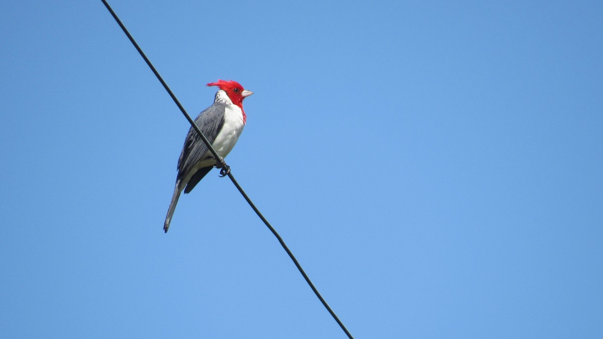 Red-crested Cardinal - ML206956561