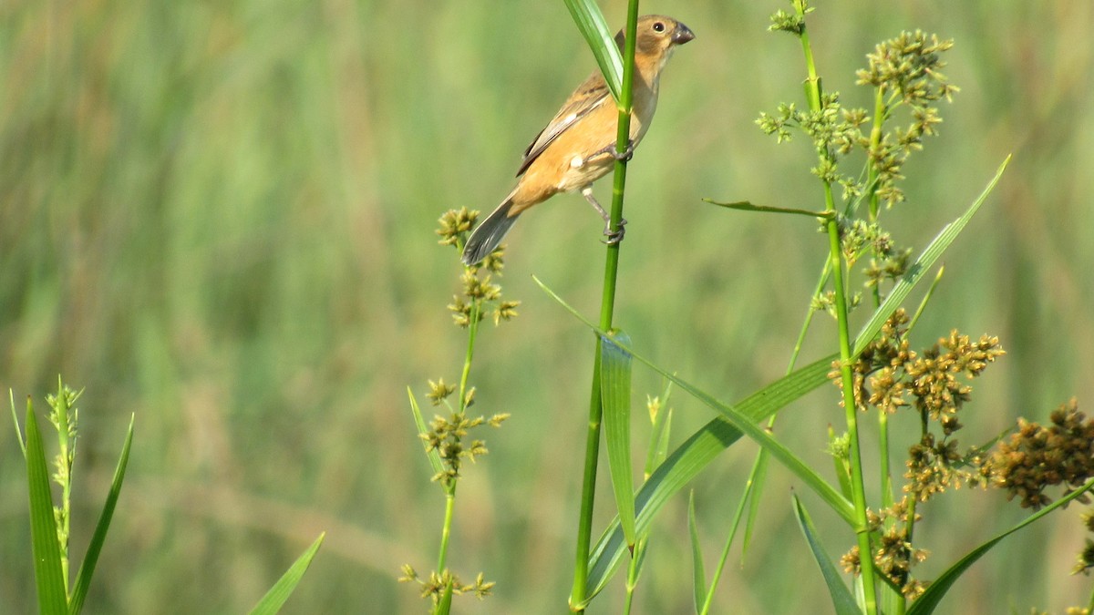 Rusty-collared Seedeater - ML206956781