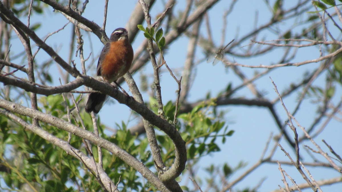 Black-and-rufous Warbling Finch - ML206957731