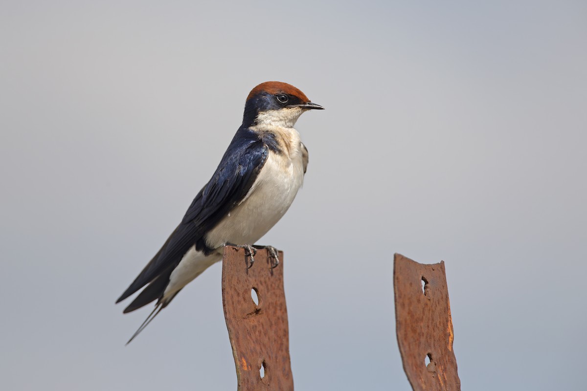 Wire-tailed Swallow - Marco Valentini