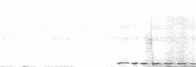 Cucal Cejiblanco (burchellii/fasciipygialis) - ML206963421