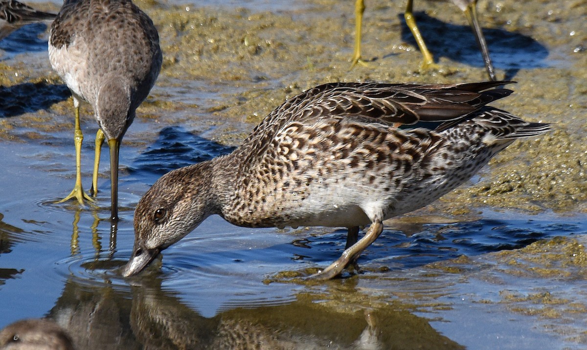 Green-winged Teal - ML206964921