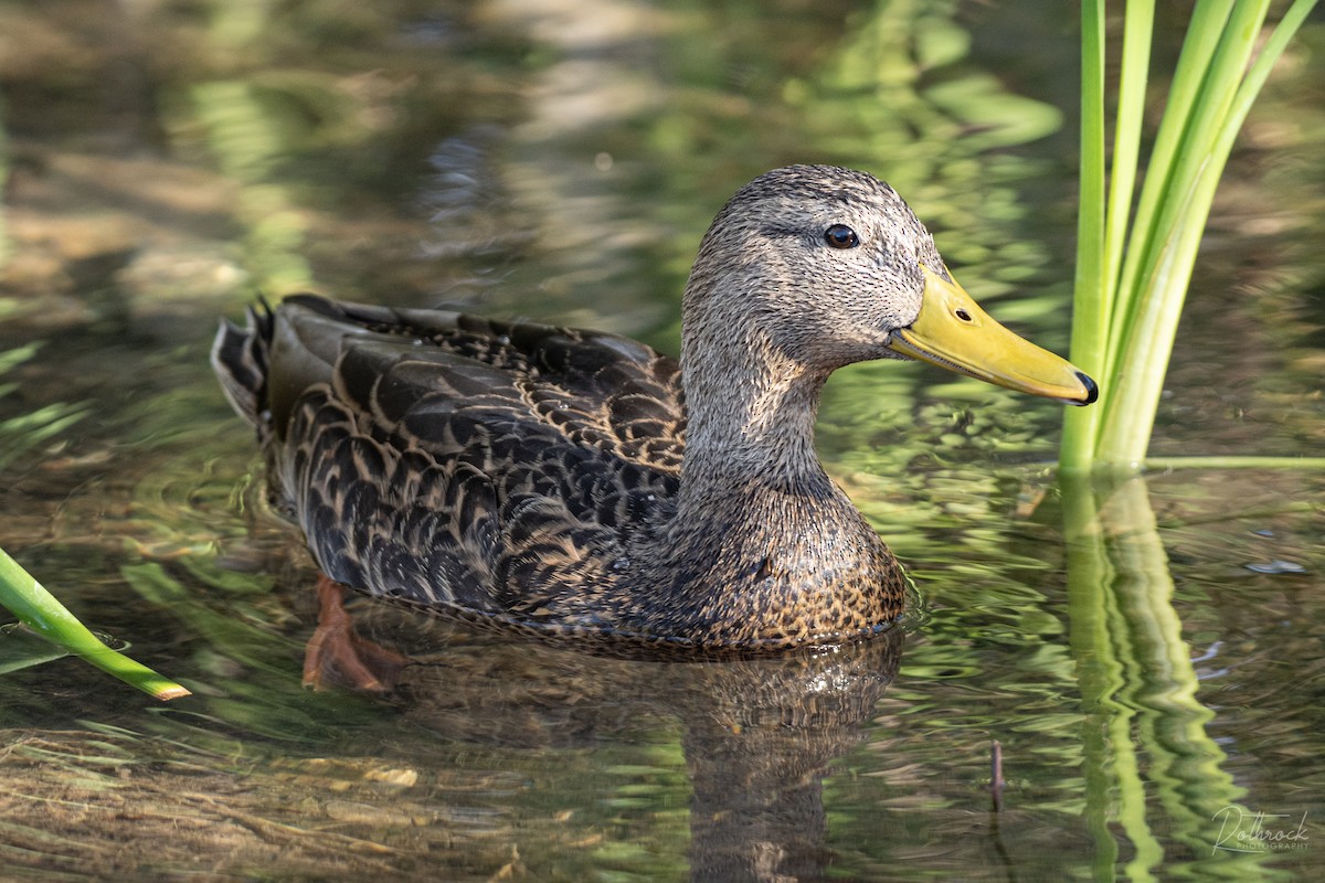 Mexican Duck - ML206966211