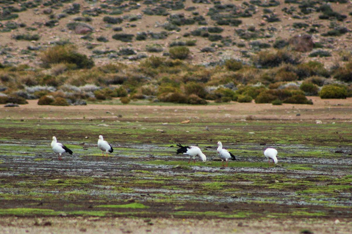 Andean Goose - Matías Garrido 🐧