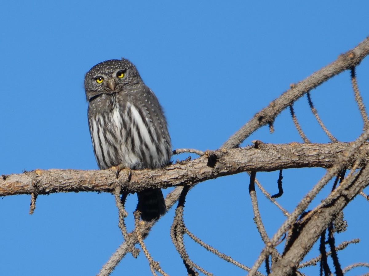 Northern Pygmy-Owl - Chris Gilbert