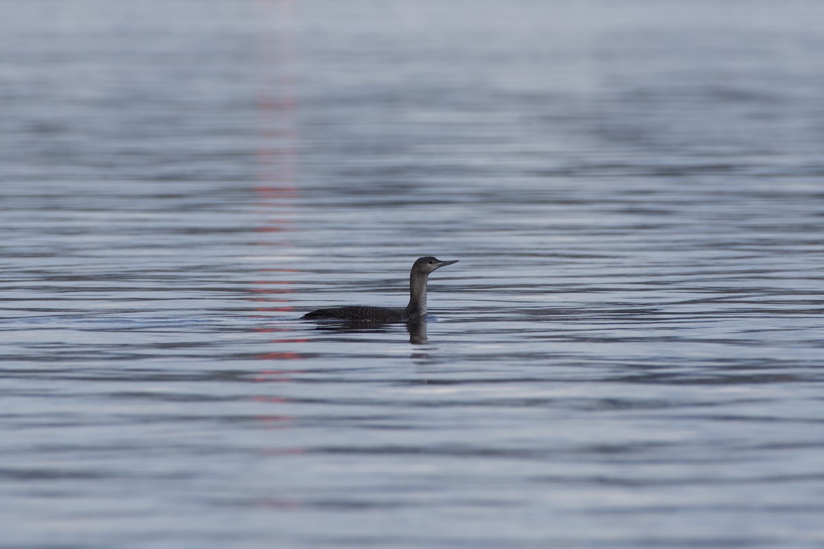 Red-throated Loon - ML206983941