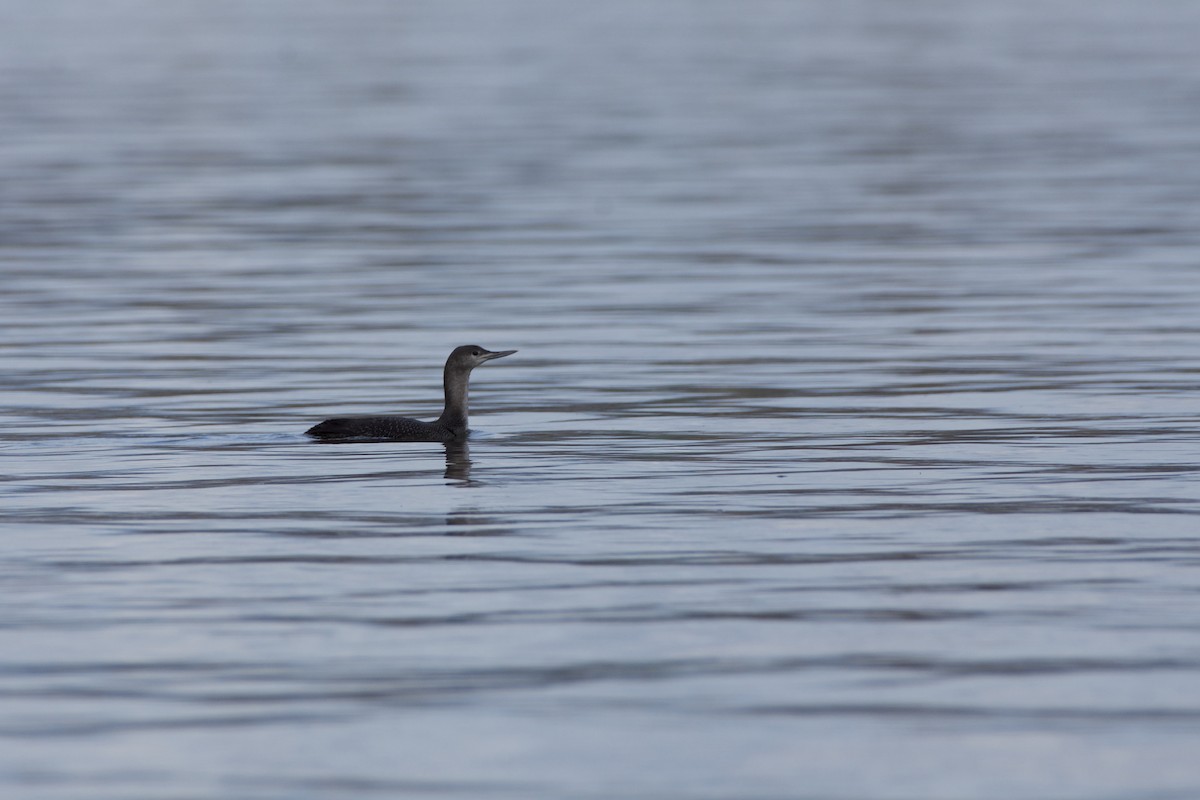 Red-throated Loon - ML206983951