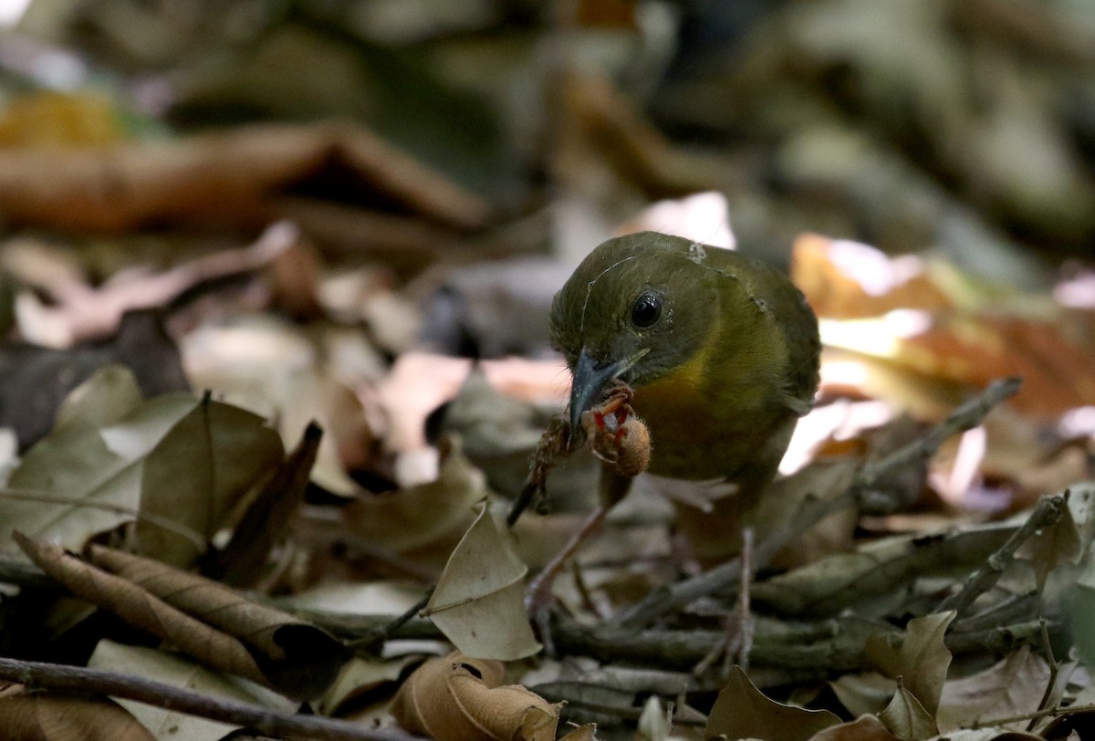 Red-throated Ant-Tanager (Red-throated) - ML206985731