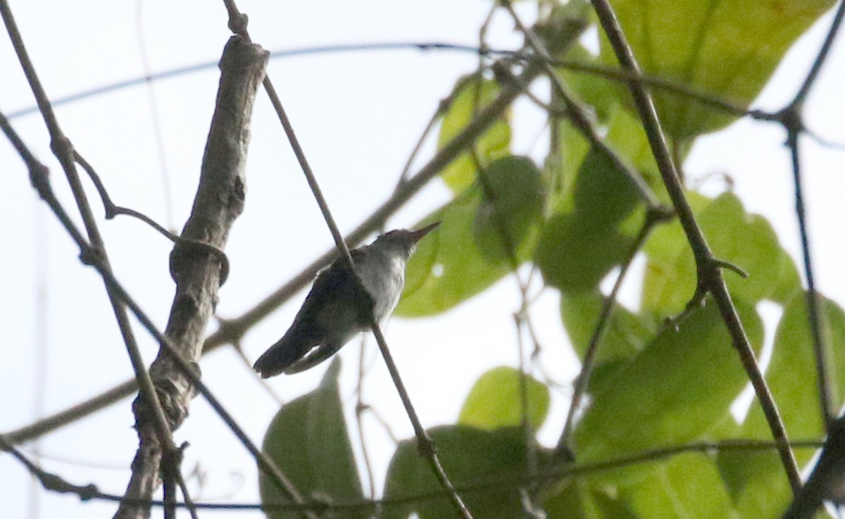 hummingbird sp. - ML206986271