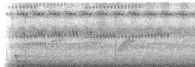 Large-tailed Nightjar - ML206988