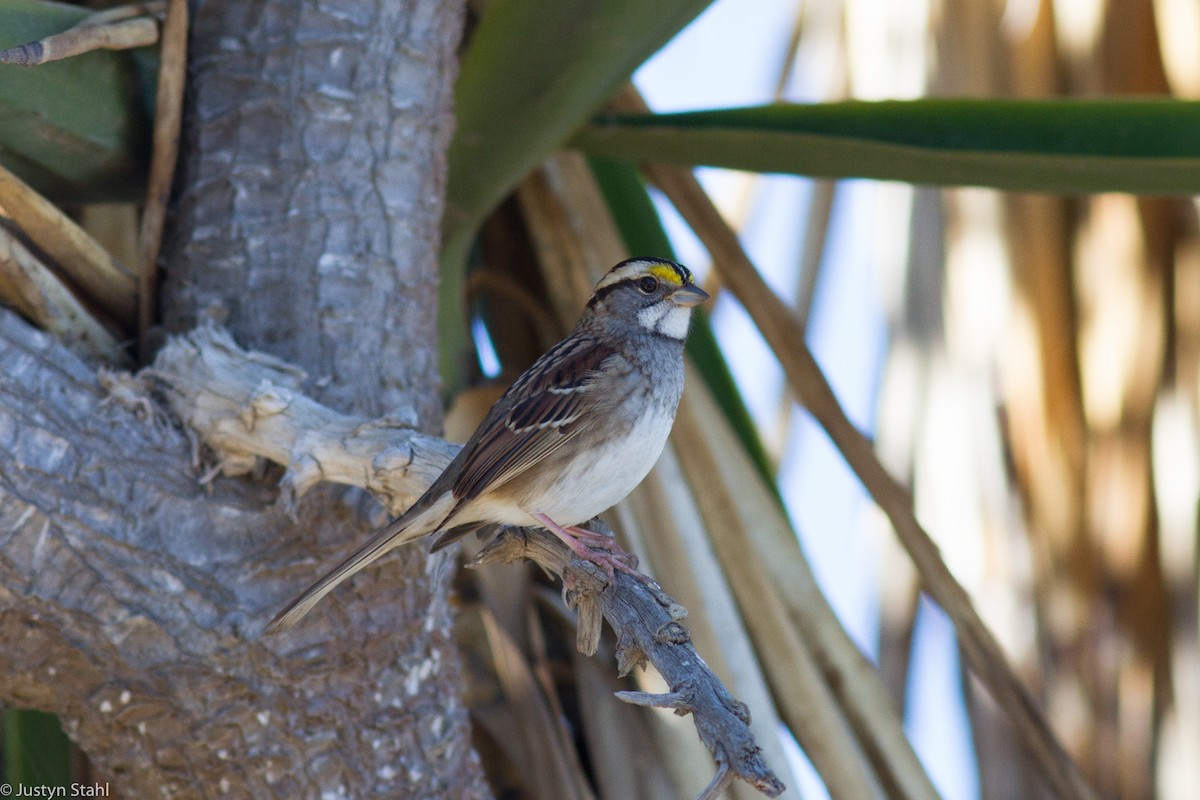 White-throated Sparrow - ML20699101