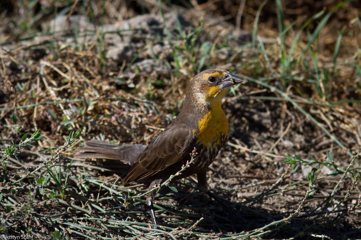 Yellow-headed Blackbird - Justyn Stahl