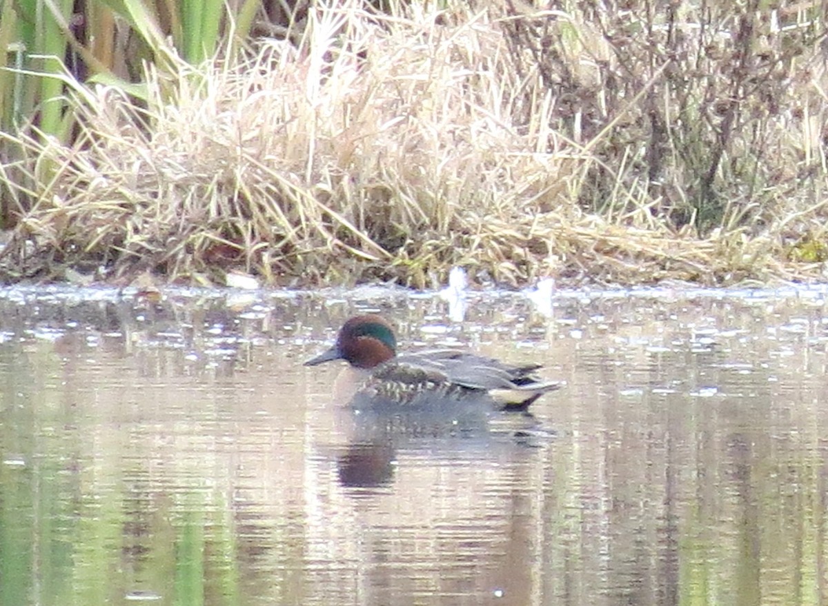 Green-winged Teal - ML20699141