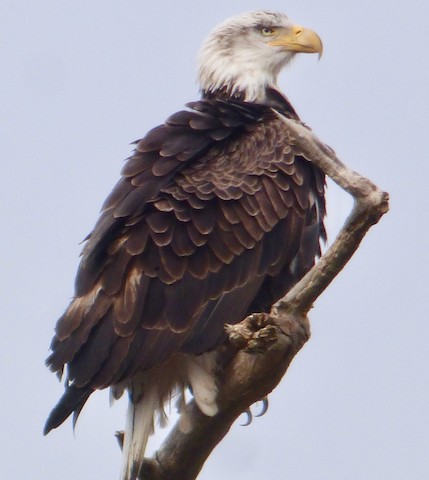 Bald Eagle - eBird