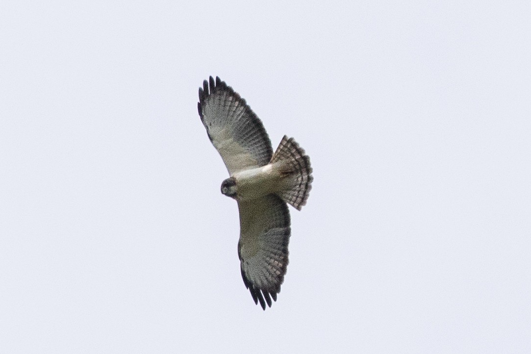 Short-tailed Hawk - Eric VanderWerf
