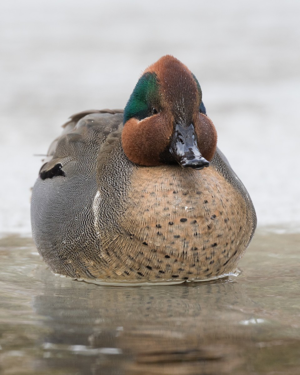 Green-winged Teal - ML206993421