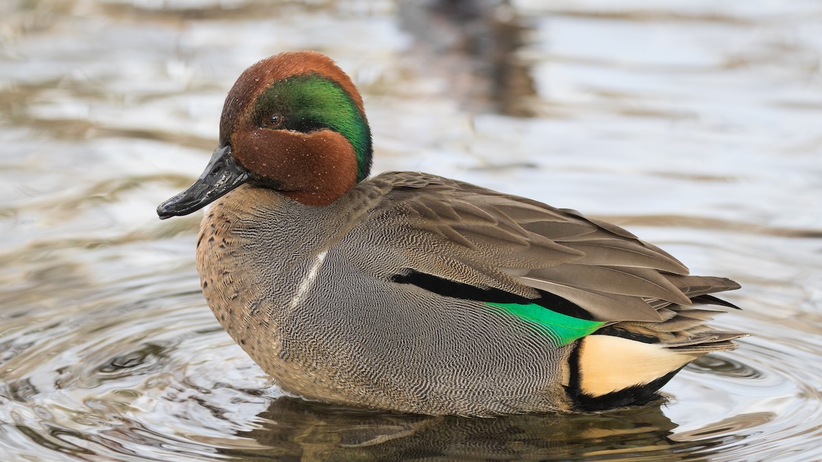 Green-winged Teal - ML206993471